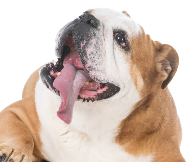 Boldog idősebb kutya — Stock Fotó