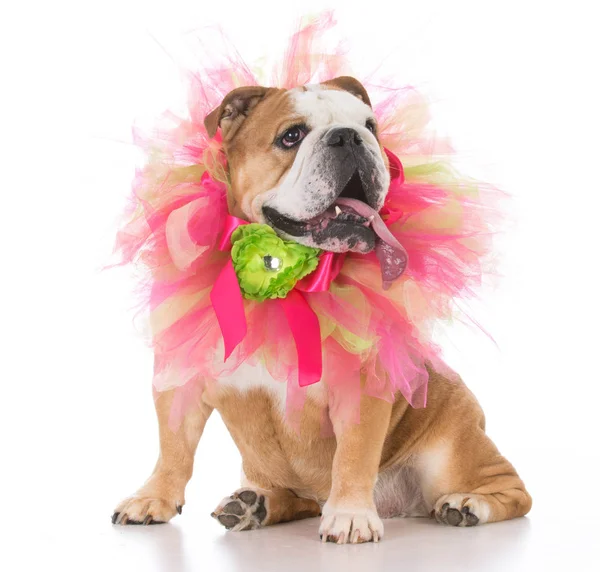 Female senior bulldog — Stock Photo, Image