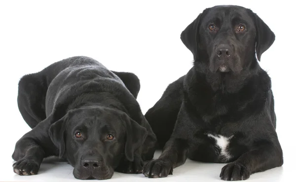 Two black labrador retrievers — Stock Photo, Image