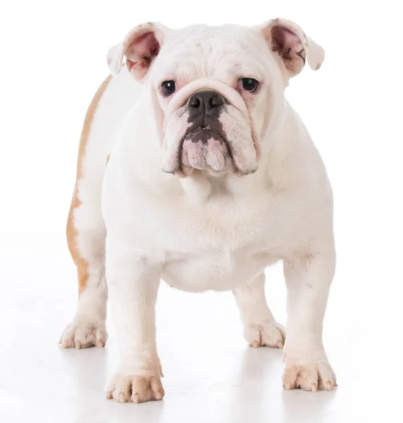 Bulldog cachorro de pé — Fotografia de Stock
