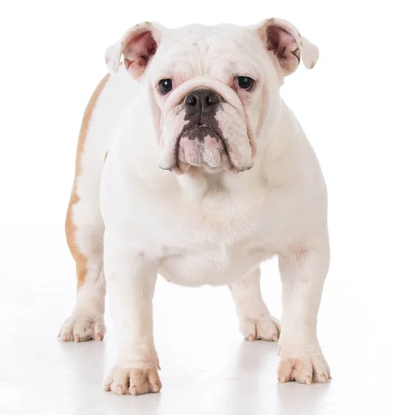 Bulldog cachorro de pie —  Fotos de Stock