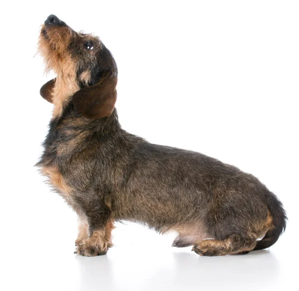 Minyatür wirehaired dachshund — Stok fotoğraf