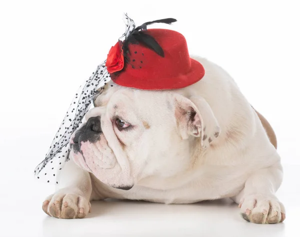 Kvinnliga bulldog bär hatt — Stockfoto