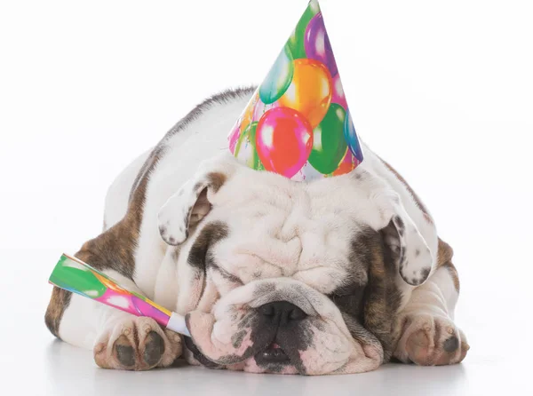 Dog wearing birthday hat — Stock Photo, Image