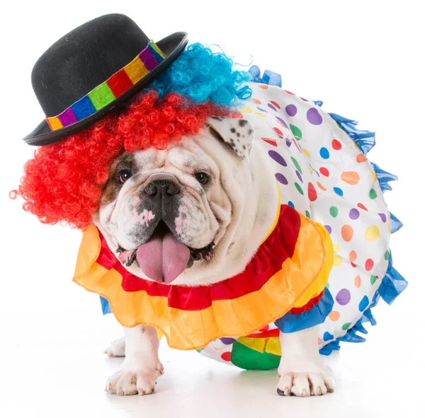 Dog dressed up like a clown — Stock Photo, Image