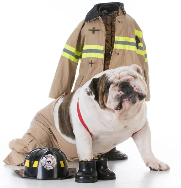 Dog dressed like a firefighter — Stock Photo, Image