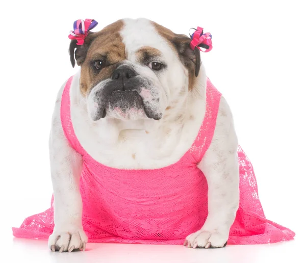 Bulldog inglese femminile — Foto Stock