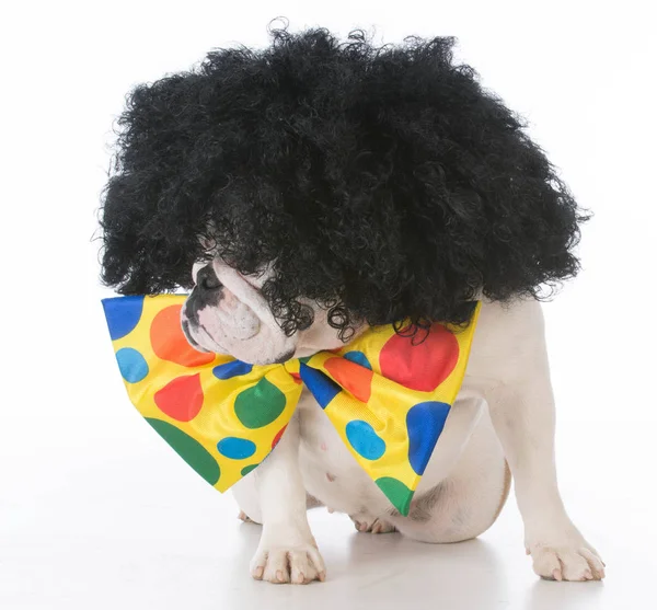 Hund wie ein Clown gekleidet — Stockfoto