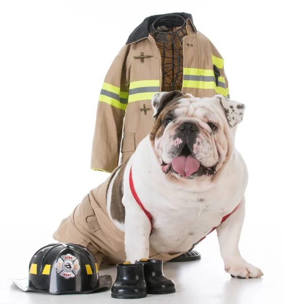 Dog dressed like a firefighter — Stock Photo, Image