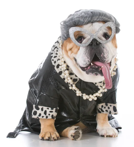 Bulldog donna anziana — Foto Stock
