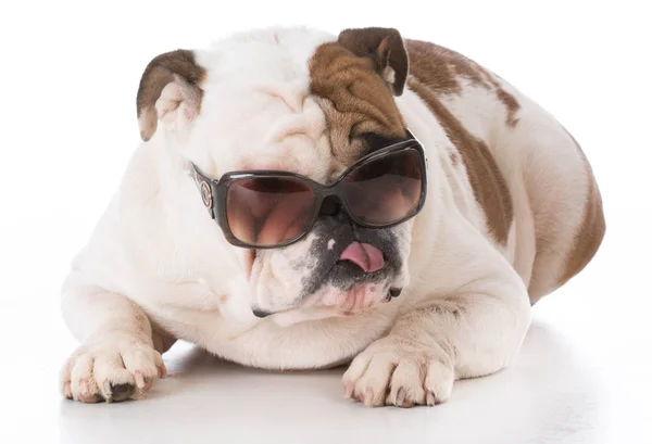 Bulldogge mit Brille — Stockfoto