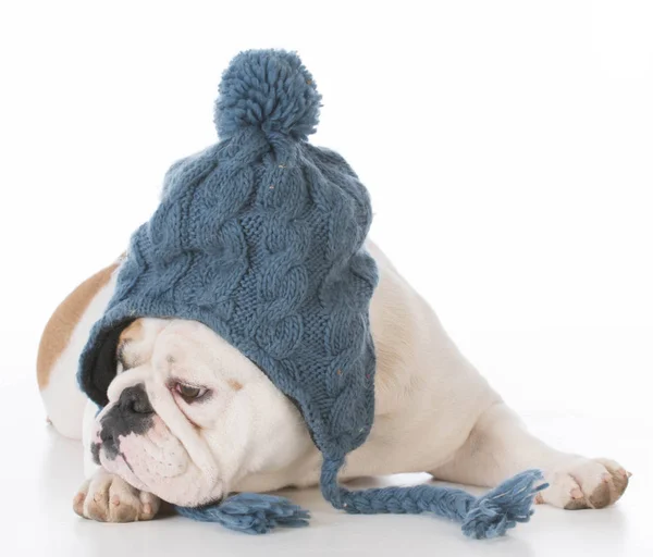 Bulldogge mit Wintermütze — Stockfoto