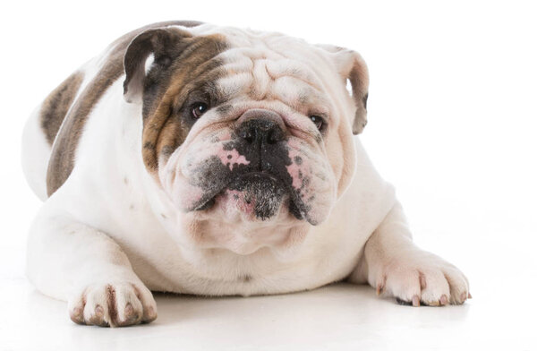 dog looking at viewer