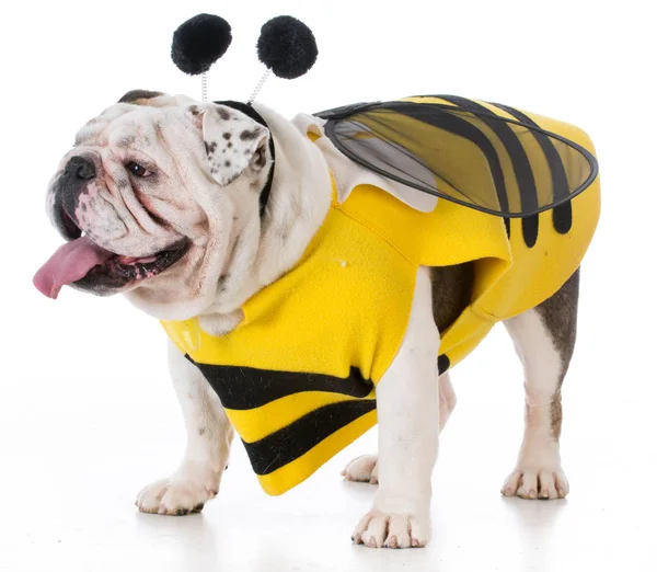 Cão vestindo um traje de abelha — Fotografia de Stock