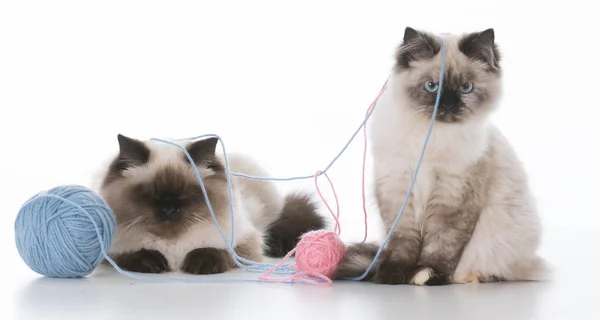 Two kittens playing — Stock Photo, Image