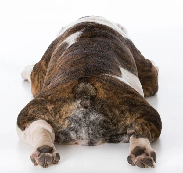Bulldog viewed from the backside — Stock Photo, Image
