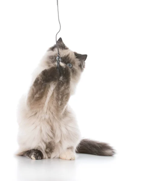 Kitten playing with string — Stock Photo, Image