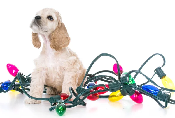 Cachorro envuelto en luces de Navidad —  Fotos de Stock