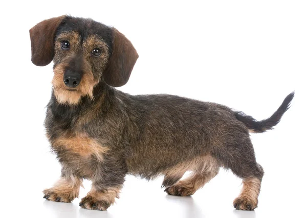 Miniature wirehaired dachshund — Stock Photo, Image