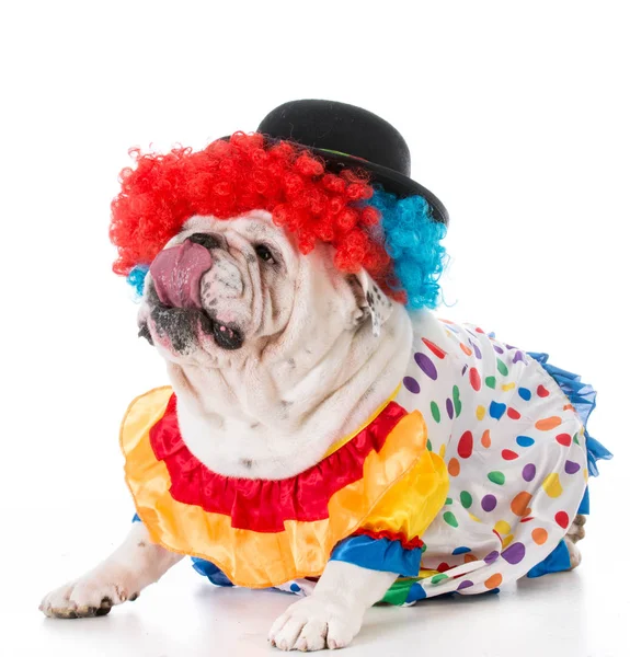 Perro vestido como un payaso — Foto de Stock