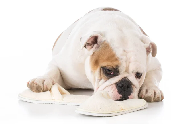 Dog chewing on slippers — Stock Photo, Image