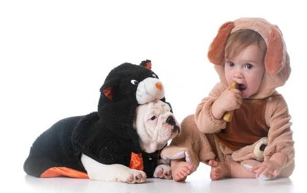 Feeding the dog and cat — Stock Photo, Image