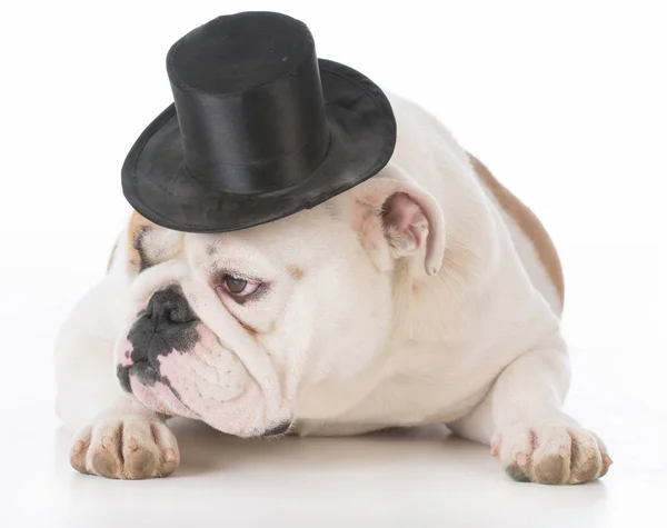 Dog wearing top hat — Stock Photo, Image