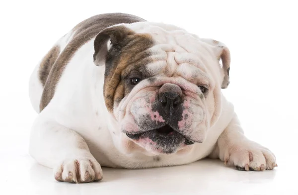 Cane parlando con spettatore — Foto Stock