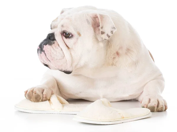 Cane masticando pantofole — Foto Stock