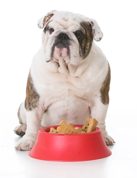 Dog with a bowl full of bones — Stock Photo, Image