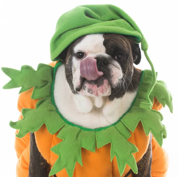 Dog dressed like a pumpkin — Stock Photo, Image