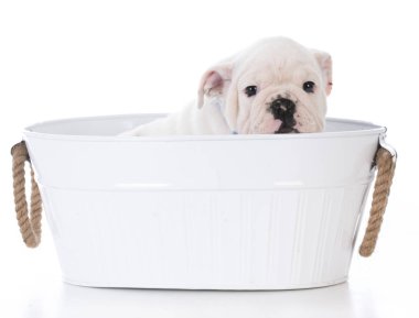 şirin bulldog yavrusu