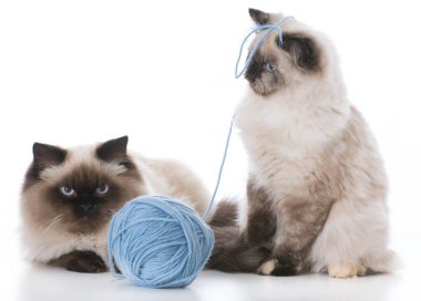 oynayan iki yavru kedi