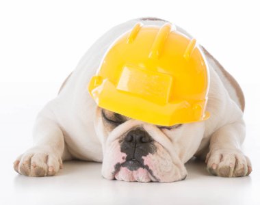çalışan köpek giyen inşaat şapka