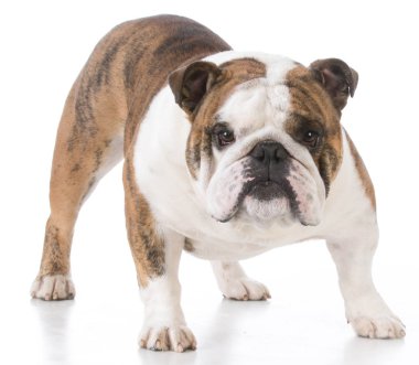 Görüntüleyici arayan köpek