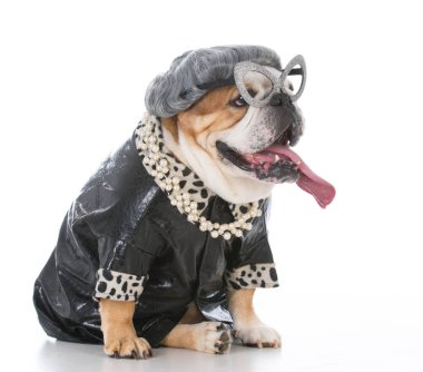 üst düzey kadın bulldog