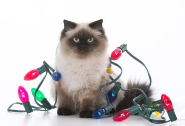 Işıklı Noel yavru kedi