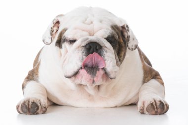 köpek komik ifade ile