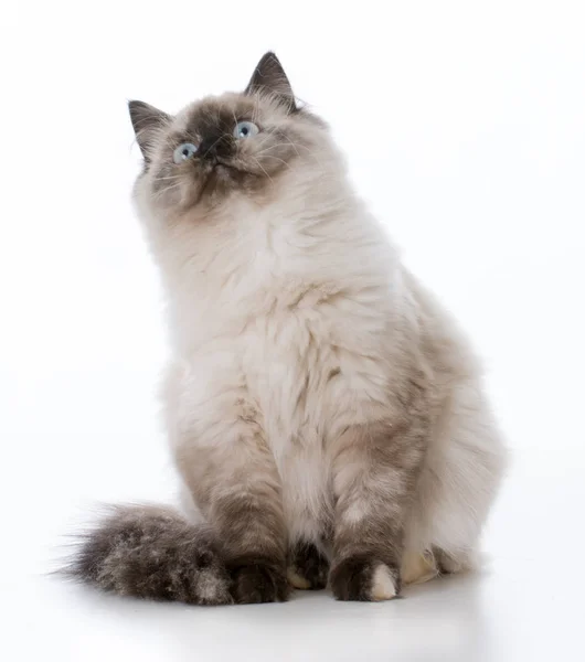 Молодий ragdoll кішка — стокове фото