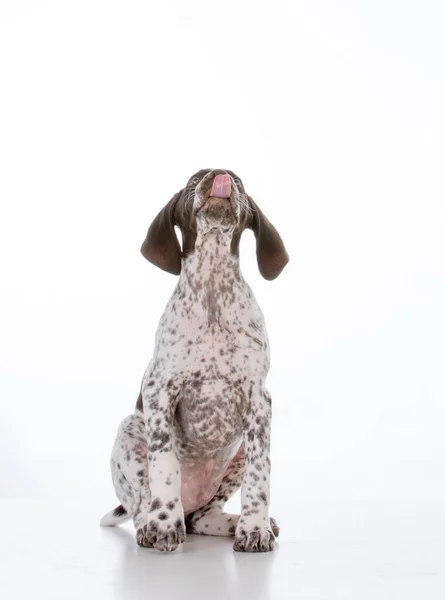 Duitse korthaar aanwijzer pup — Stockfoto