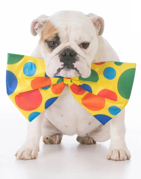 Pies ubrany jak clown — Zdjęcie stockowe