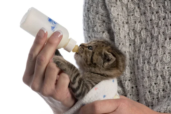 Feeding kitten a bottle — Stock Photo, Image
