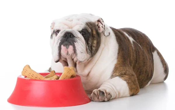 Dog with bowl of dog bones — Stock Photo, Image