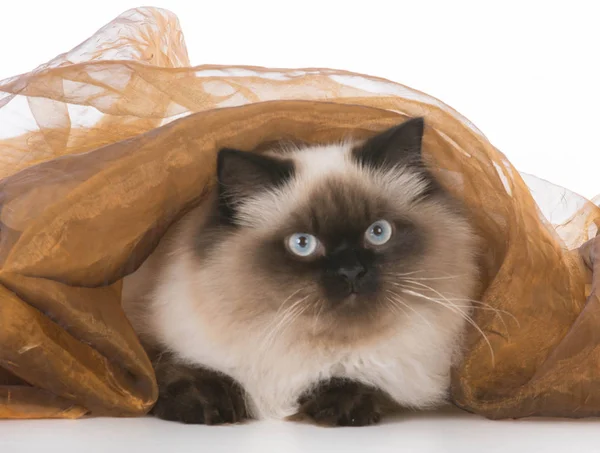 Кошка под одеялом — стоковое фото