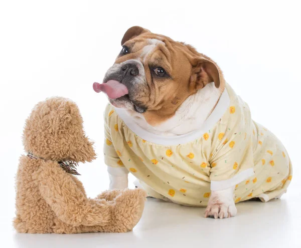 De hond brengen naar bed — Stockfoto