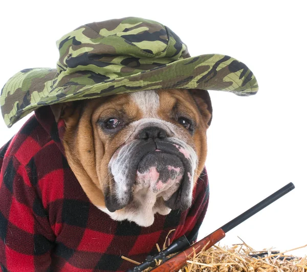 Hunting farm dog — Stock Photo, Image