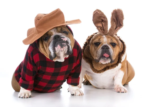 Cão caça coelho — Fotografia de Stock