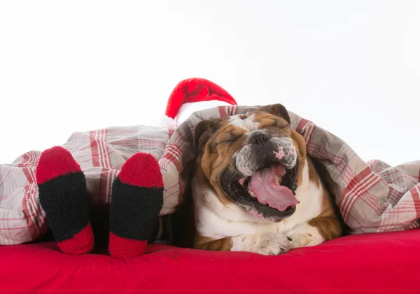 Hund im Bett mit Weihnachtsmann — Stockfoto