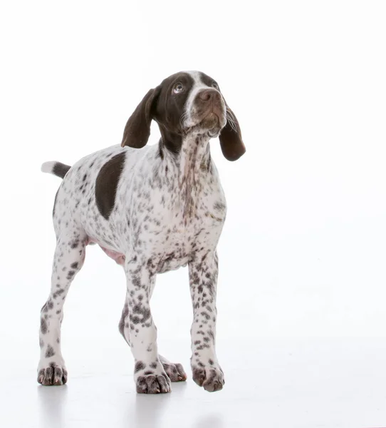 German shorthair pointer puppy — Stock Photo, Image