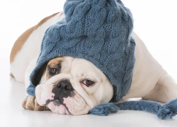 Bulldog wearing winter hat — Stock Photo, Image